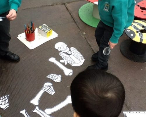Class 1 Learning about teeth and bones