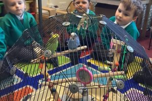 Class 1 had two extra members today – Minty and Blue, Mrs Chapmans Budgies!!!!!