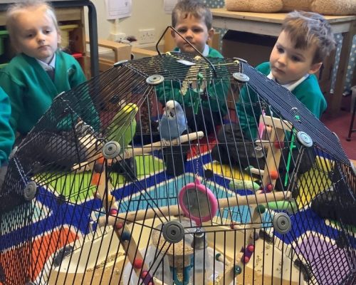 Class 1 had two extra members today – Minty and Blue, Mrs Chapmans Budgies!!!!!
