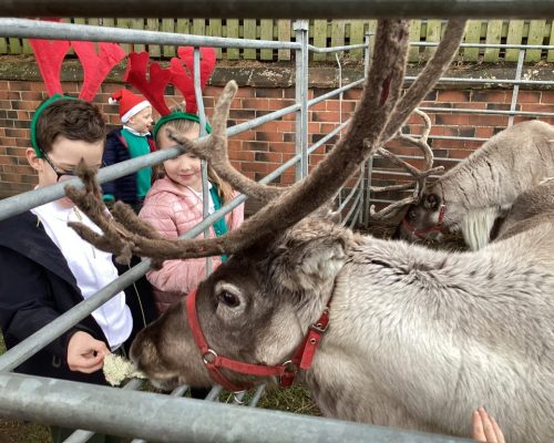 Roecliffe Reindeer!